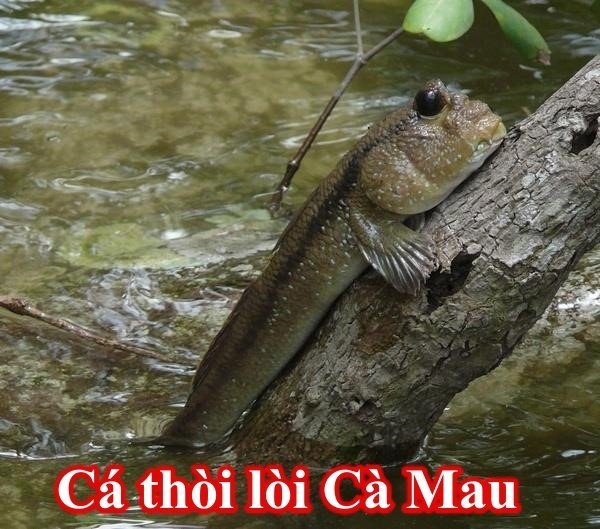 Cá thòi lòi Cà Mau