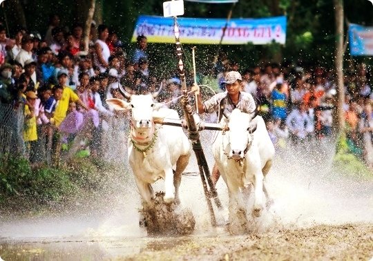 Lễ hội đua bò Bảy Núi, lễ hội đua bò, lễ hội đua bò An Giang, lễ hội đua bò An Giang vào tháng mấy, du lịch An Giang