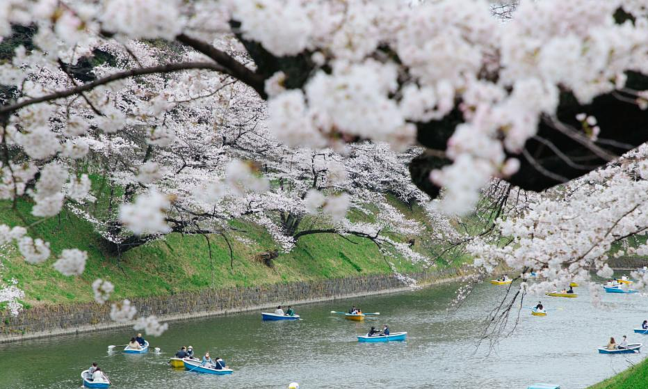 Hai địa điểm ngắm hoa anh đào đẹp như tranh ở Tokyo