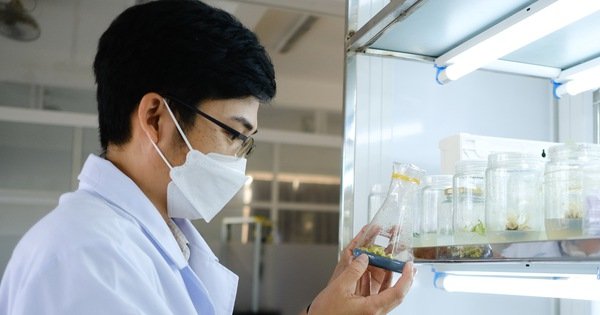 Tiến sĩ trẻ và giấc mơ phổ biến sâm Ngọc Linh