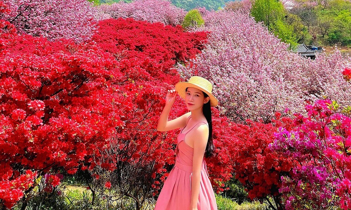 Cô gái Việt 'lạc' giữa rừng hoa đỏ hồng ở Hàn Quốc